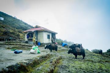 Dzongri Trek